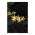 EMOS ZY2351 5LED GARDEN STAR 2AA WW